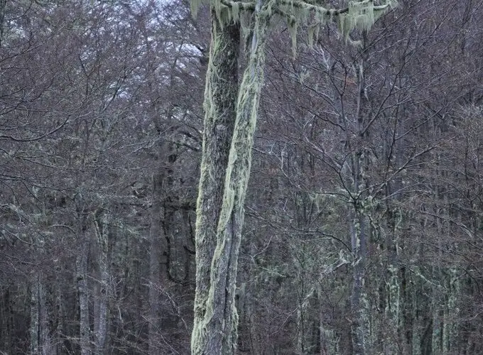 árbol de Lenga con barba de viejo en ramas